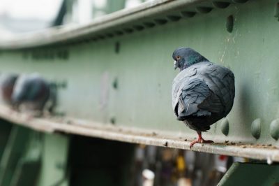Nettoyage de fientes de pigeons