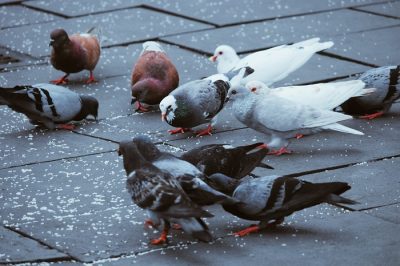 nettoyants fientes pigeons